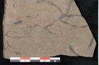 Foto (Detailansicht) von Plantae indet.  (NHMW-GEO-2024-0188-11565)